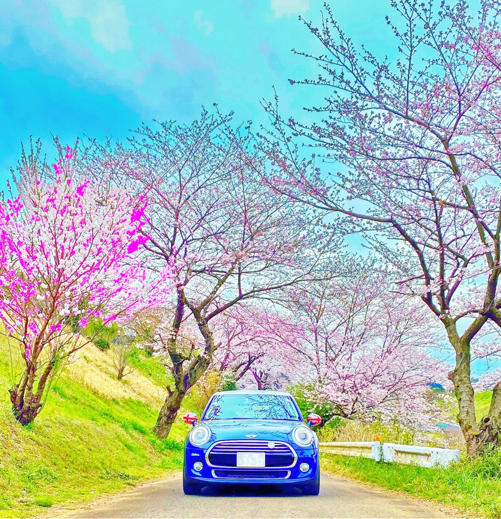 MINIと桜