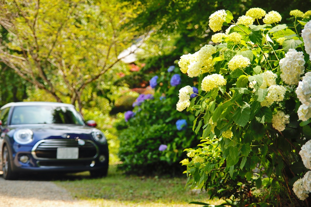 MINIと紫陽花