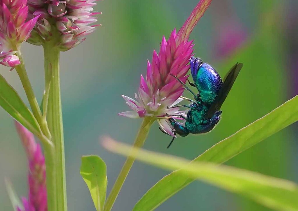 Metallic Blue Bee