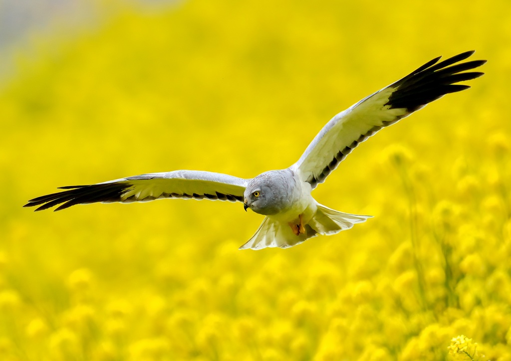 菜の花の土手で獲物を探すハイイロチュウヒ