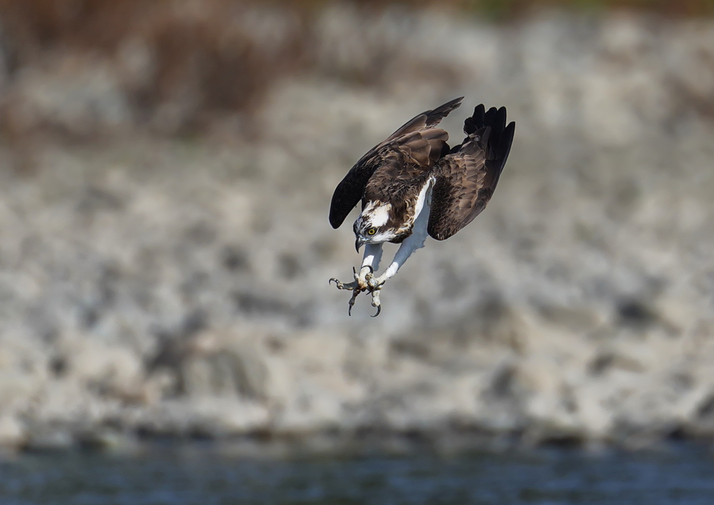 ミサゴ撮影の想い出