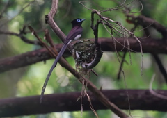 サンコウチョウ