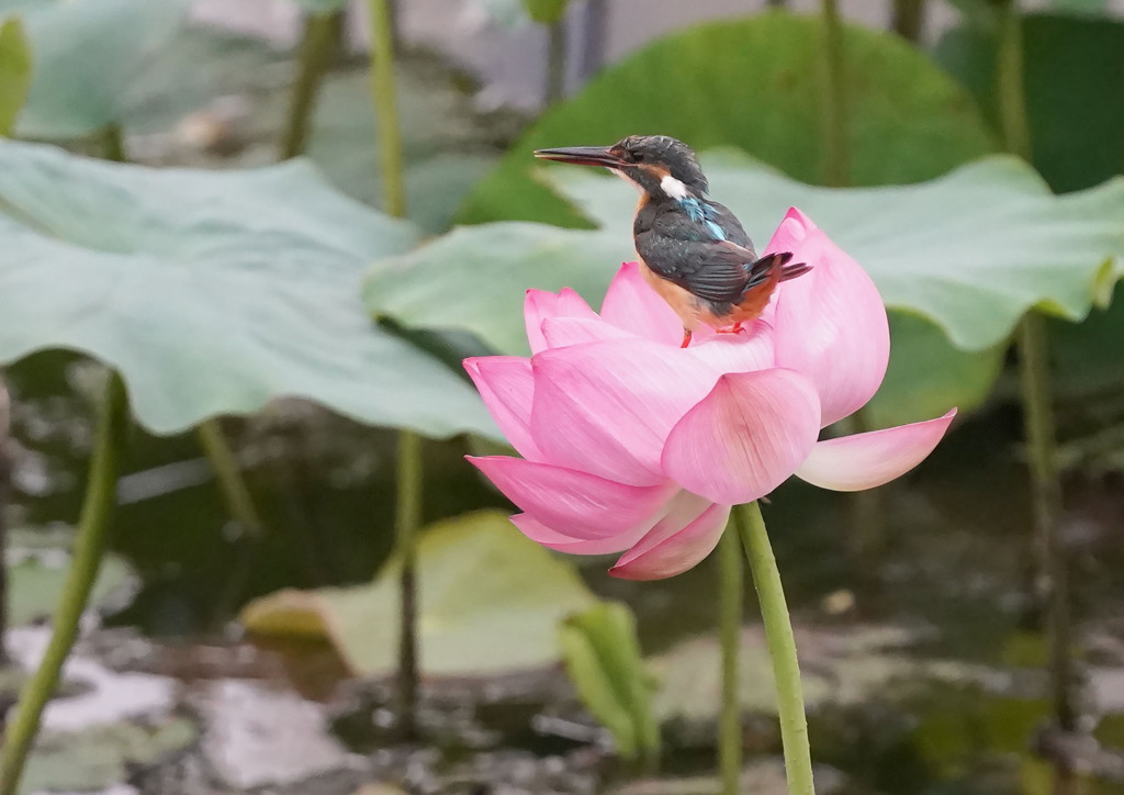 カワセミ