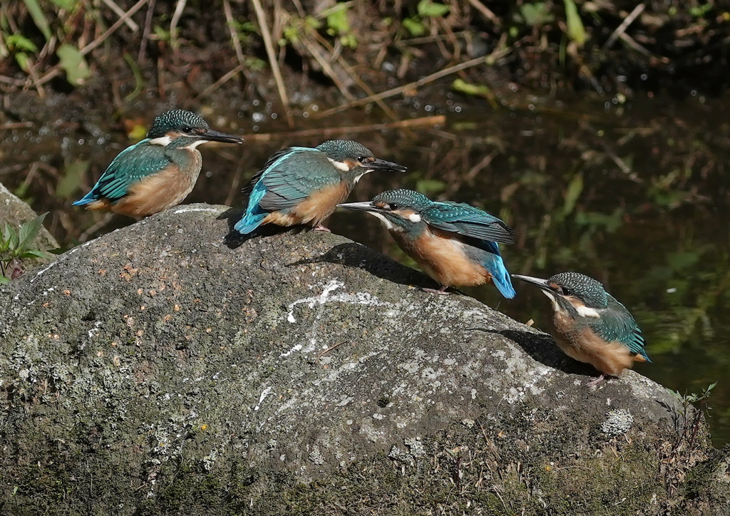 カワセミ撮影の想い出