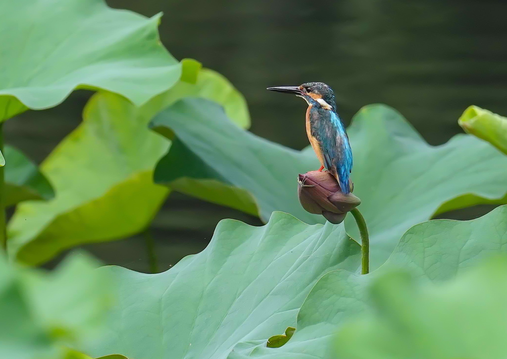 カワセミ