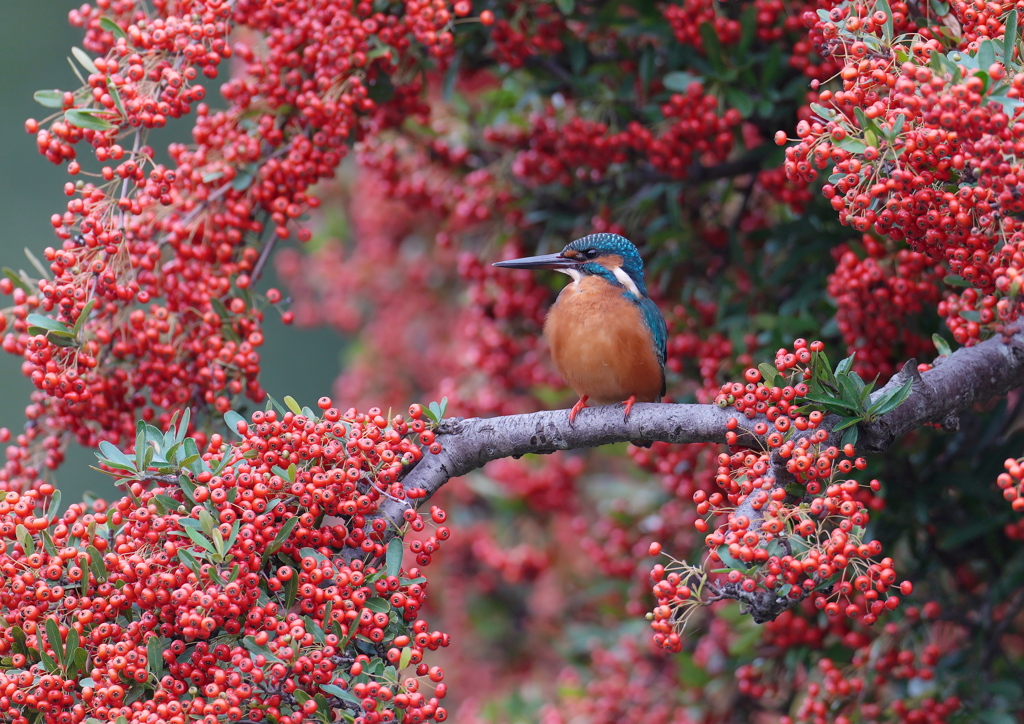 ピラカンサの枝にとまるカワセミ