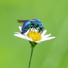 Metallic blue bee