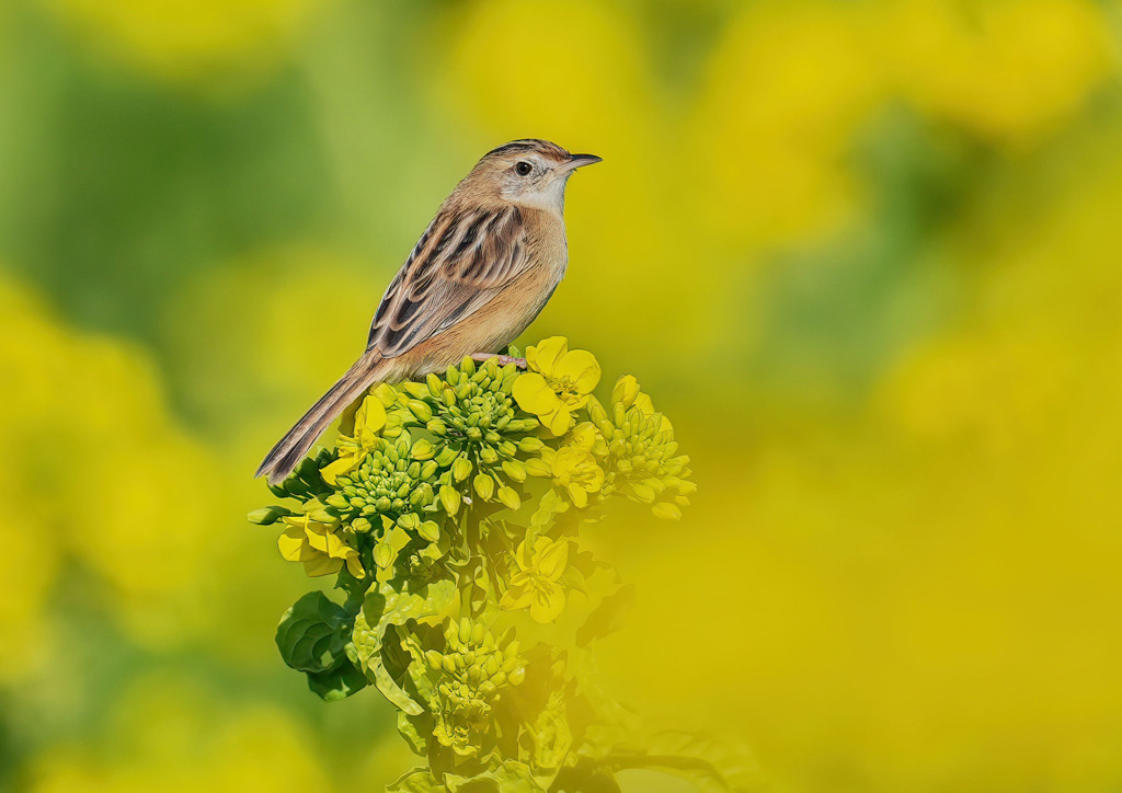 菜の花にとまるセッカ