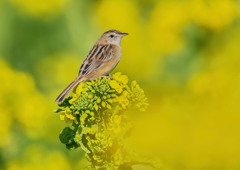 菜の花にとまるセッカ