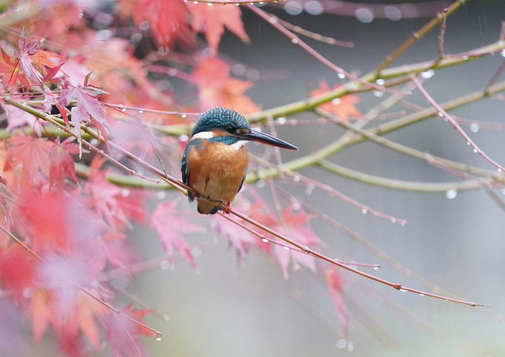 カワセミ