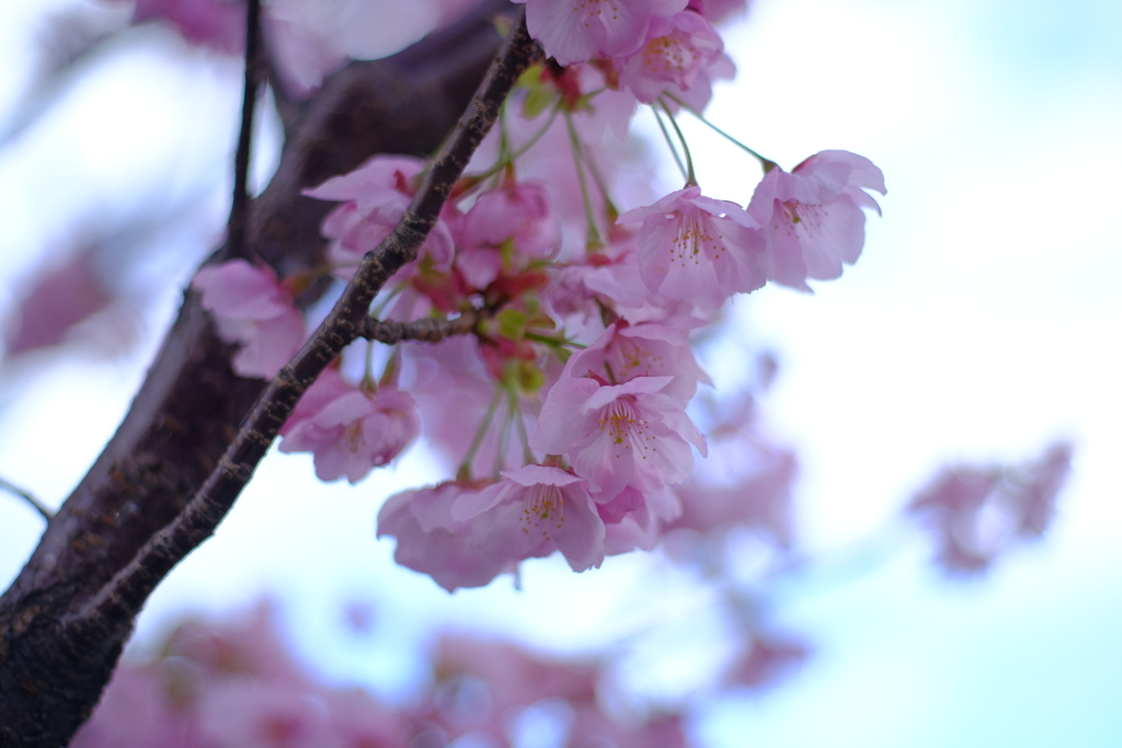 春の銀座散歩。