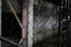 こういうの撮ってみたかっただけです。