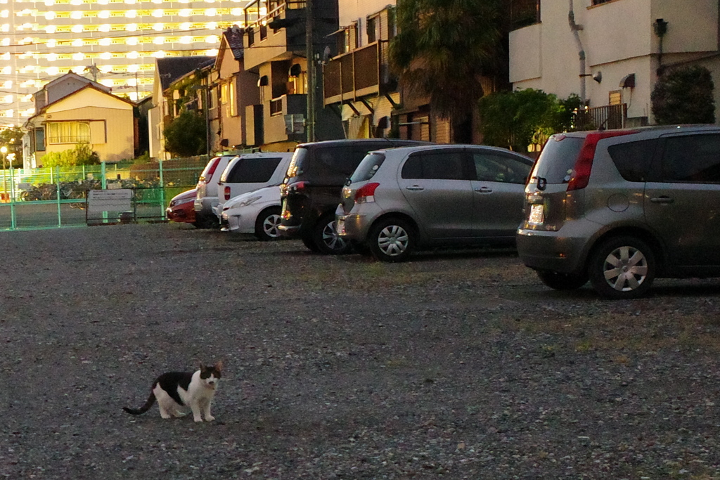 駐車場と猫の視線