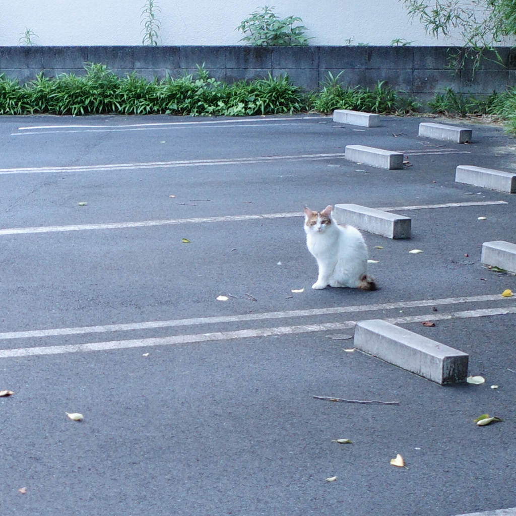 駐車場と猫の視線２