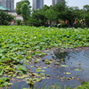 不忍池