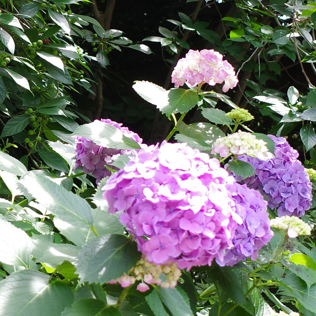 紫陽花