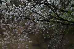 夜桜