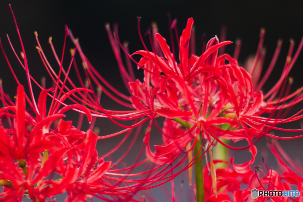 真紅