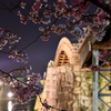 夜桜002
