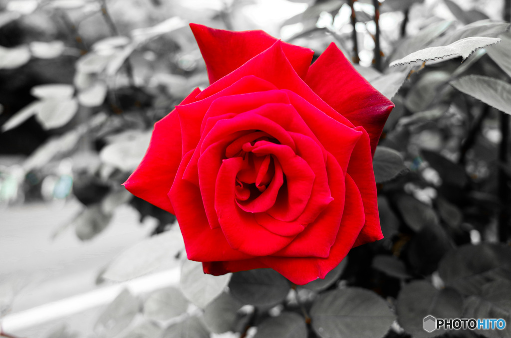 薔薇の表情
