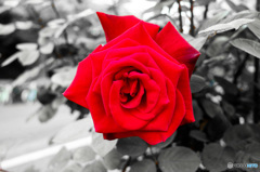 薔薇の表情