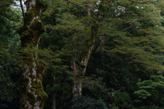 樹木（弥彦神社）