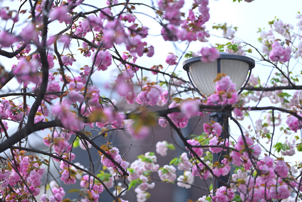 皇居の桜（竹橋付近）