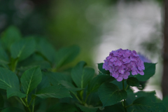 水辺の紫陽花