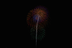 夏の夜に咲く花６