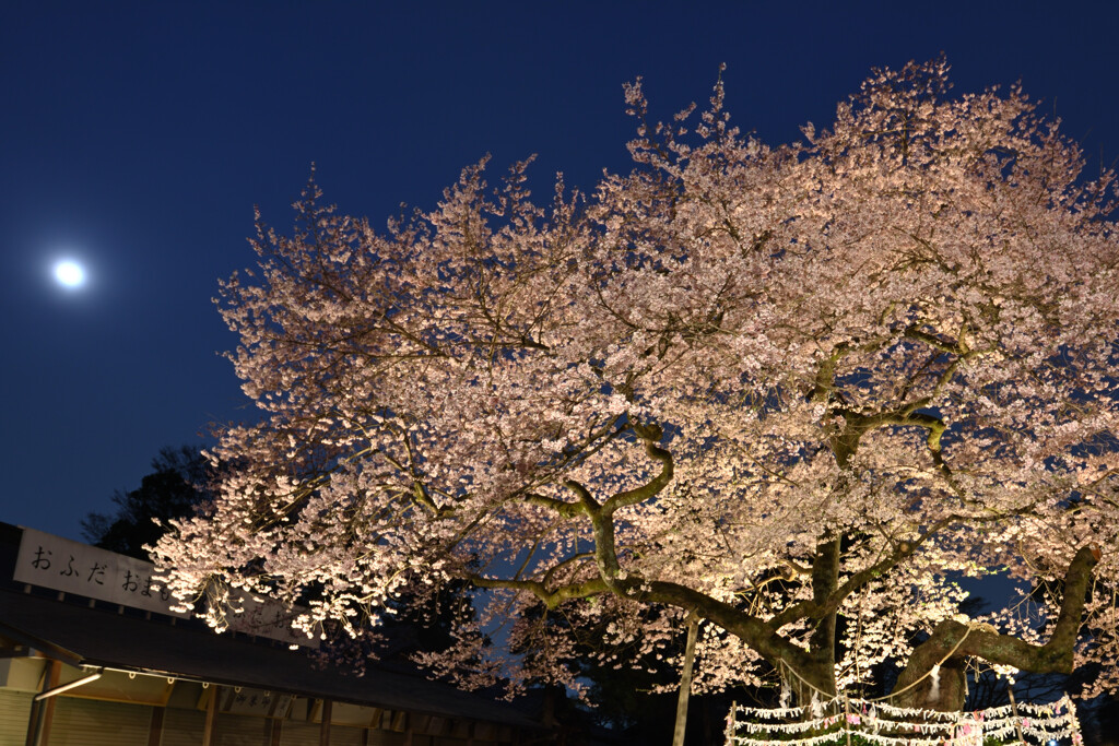 高麗神社の桜（御神木）