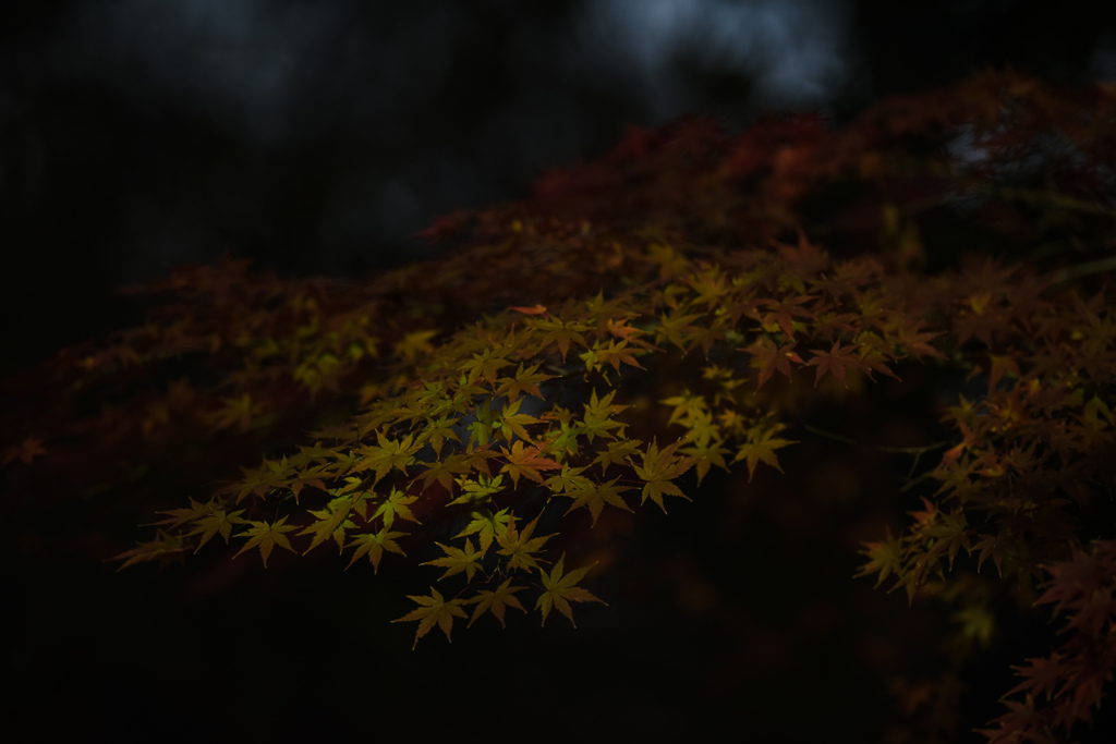 冬紅葉８