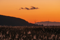 北上川の葦原夕景