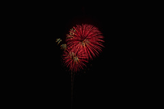夏の夜に咲く花１７
