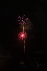 夏の夜に咲く花６３