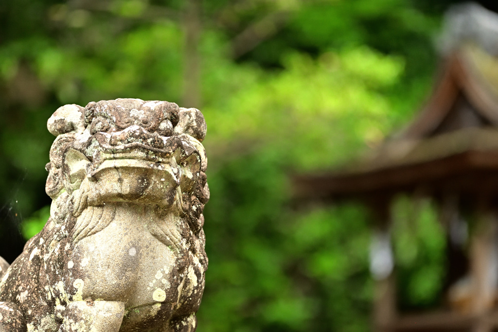 宇治上神社・本殿狛犬２