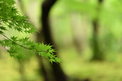 青紅葉（祇王寺）