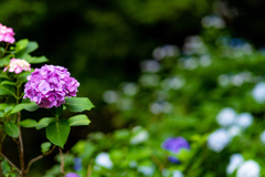紫陽花（近所の公園）