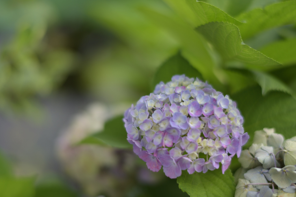 紫陽花５（上野公園）