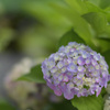 紫陽花５（上野公園）