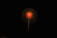 夏の夜に咲く花３１