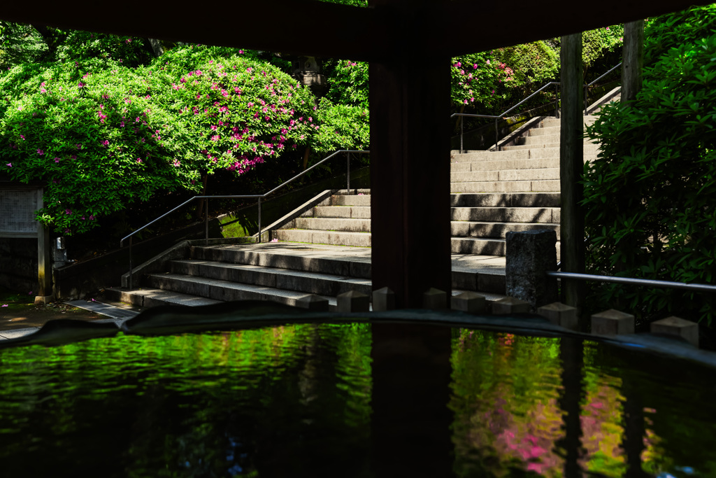 花咲く寺（護国寺）３