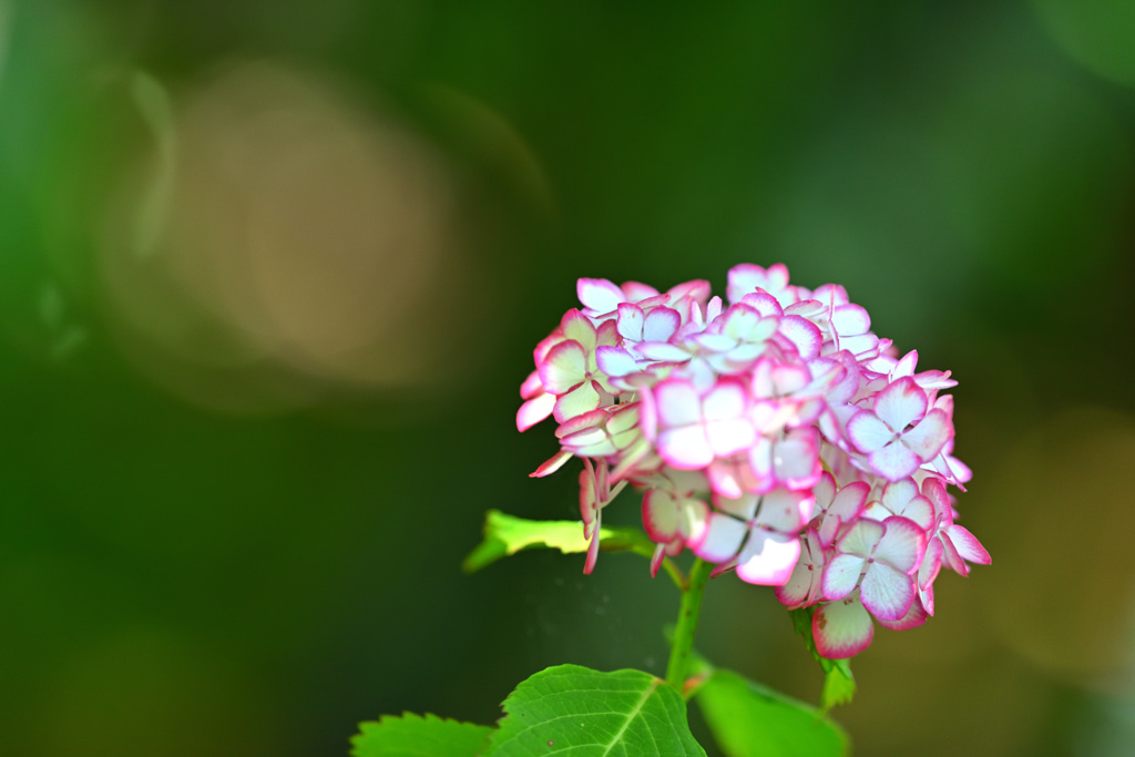 紫陽花（ツートン）