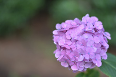 紫陽花２（上野公園）