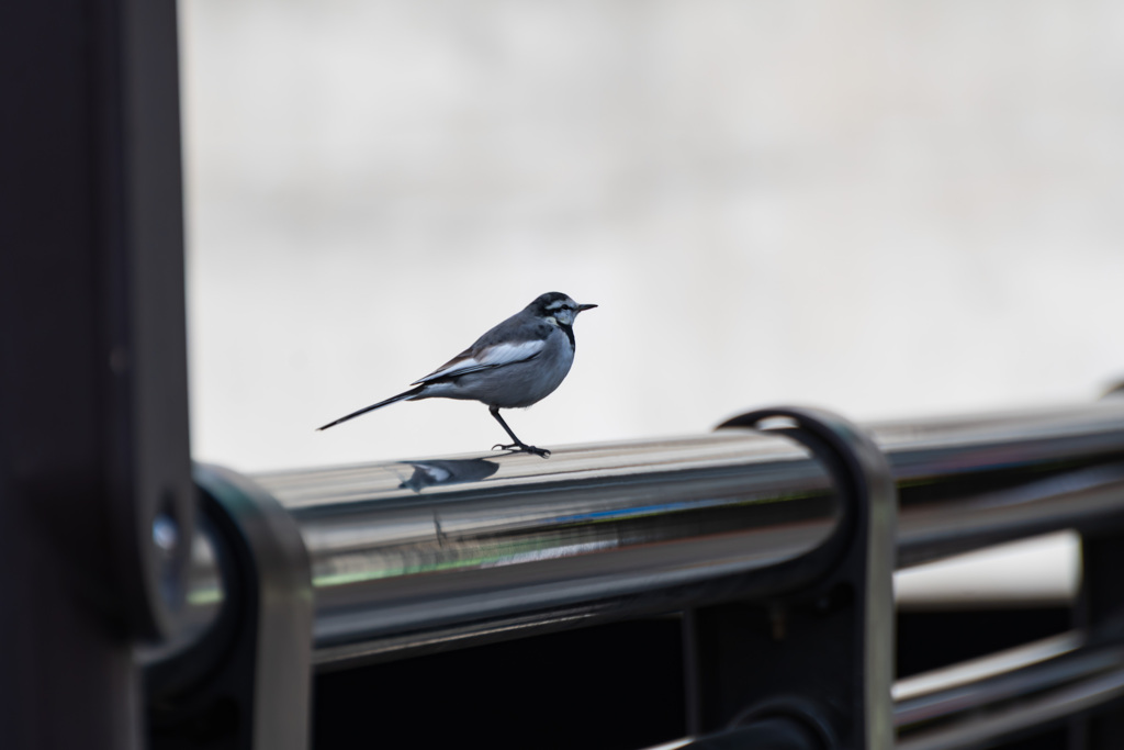 スチールチューブに留まる