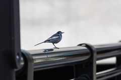 スチールチューブに留まる