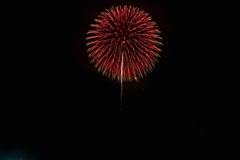 夏の夜に咲く花１３