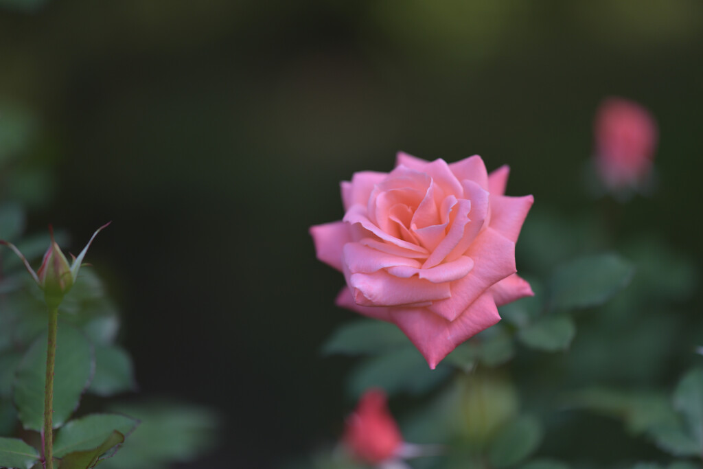 秋薔薇（旧古河庭園）７