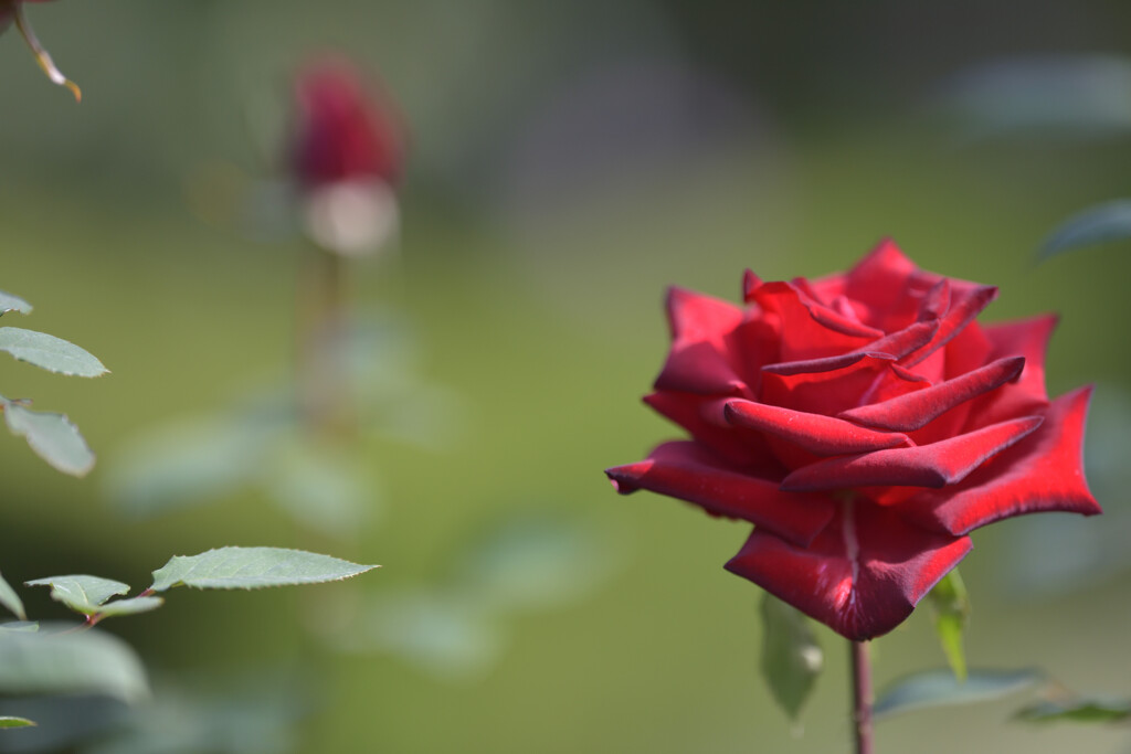 秋薔薇（旧古河庭園）１１