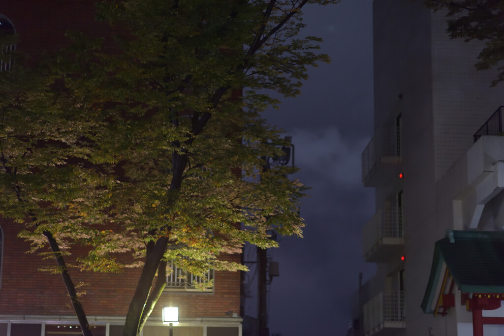表参道の夜を彷徨う５