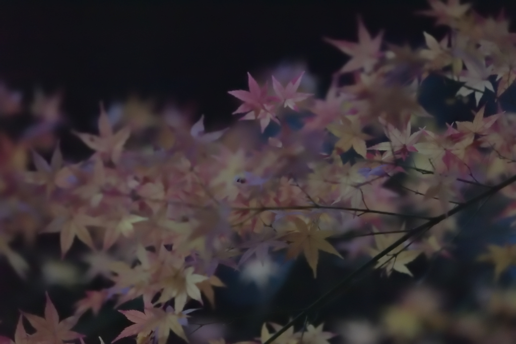 暮れモミジ３
